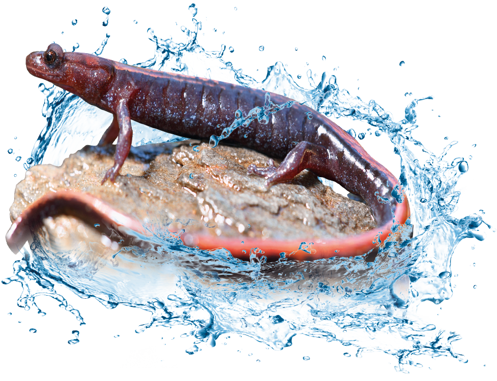 European-Rivers-Summit-2021-Animals-003